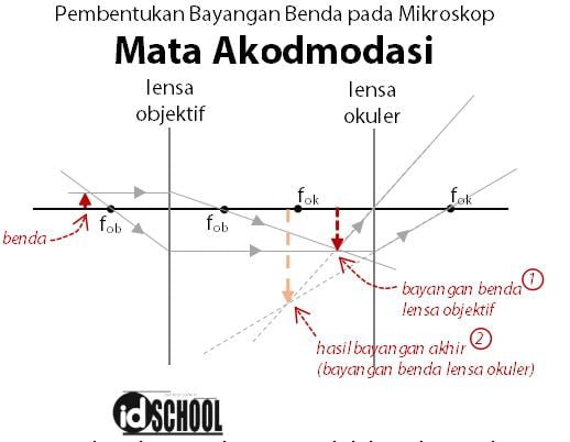 Proses Pembentukan Bayangan pada Mikroskop d