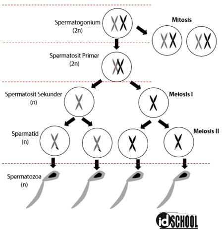 Soal Tahapan pada Spermatogenesis