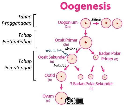 Tahapan Oogenesis pada Pembentukan Sel Telur Wanita