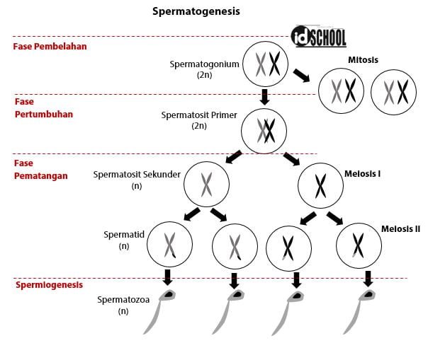 Tahapan Spermatogenesis Secara Berurutan Dan Penjelasannya –