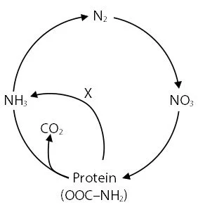 Contoh Soal Daur Nitrogen