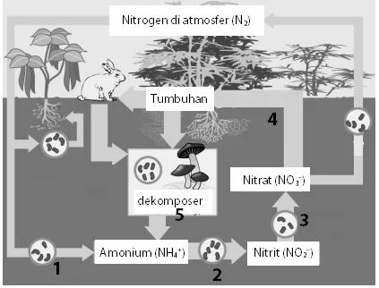 Soal Tahapan Daur Nitrogen