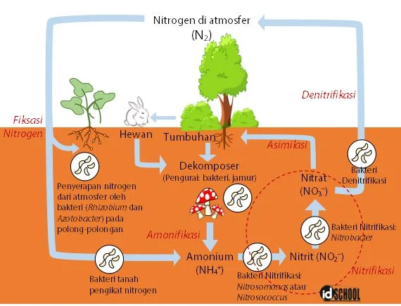 Tahapan Daur Nitrogen