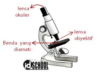 Dua Jenis Lensa yang Digunakan pada Mikroskop Sederhana