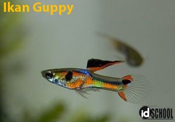 Ikan Guppy