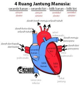 Alat Peredaran Darah Dan Fungsinya – Idschool.net