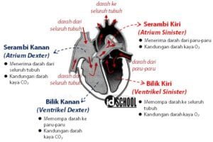 4 Bagian Jantung Manusia Dan Fungsinya – Idschool.net