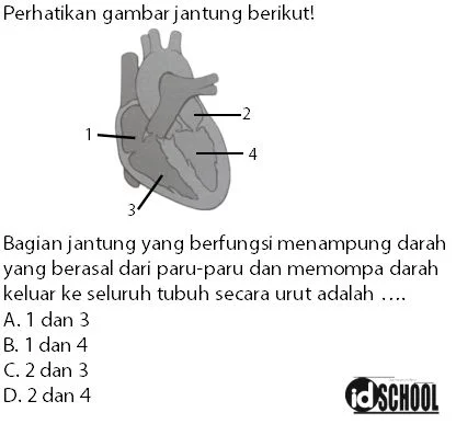 Contoh Soal Bagian-Bagian Jantung