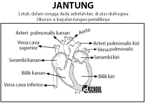 Gambar Bagian-Bagian Jantung Manusia dan Keterangannya