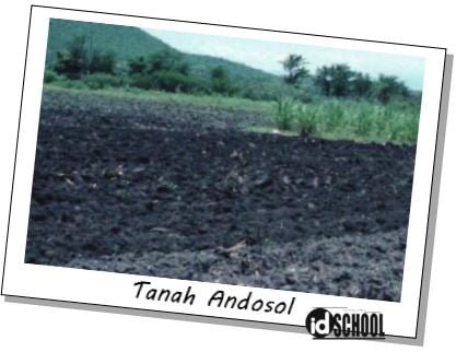 Tanah Andosol