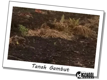 Tanah Gambut