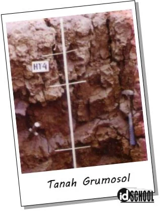 Tanah Grumosol