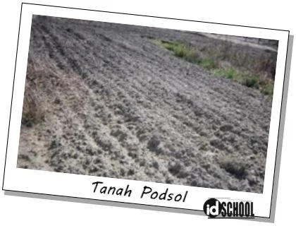 Tanah Podsol