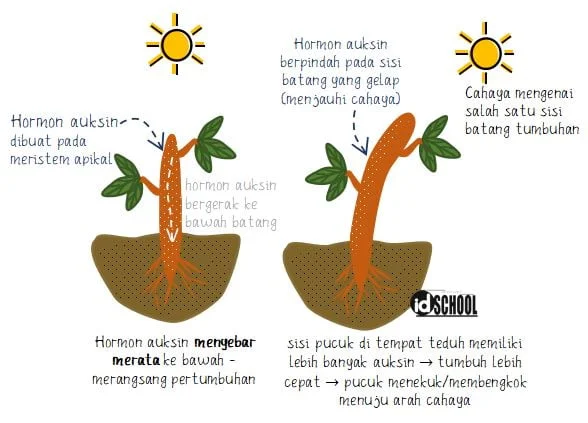 Cara Kerja Hormon Auksin