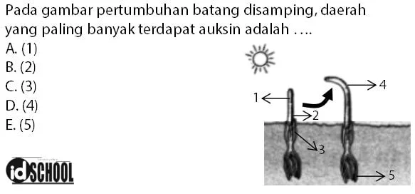 Contoh Soal Fungsi Hormon Auksin