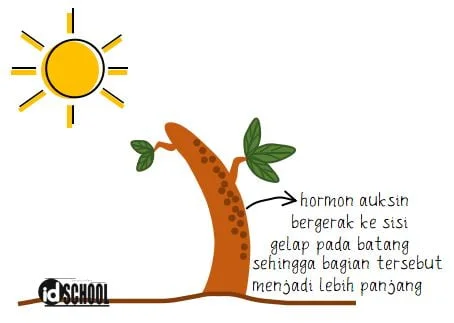Fungsi Hormon Auksin