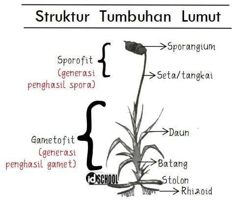 Gambar Struktur Tumbuhan Lumut dan Keterangannya