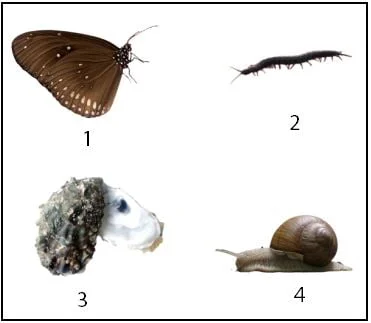 Contoh Soal Taksonomi Makhluk Hidup