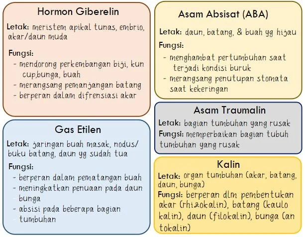 Fungsi dan Letak Hormon Tumbuhan