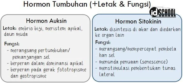 Letak dan Fungsi Hormon Tumbuhan