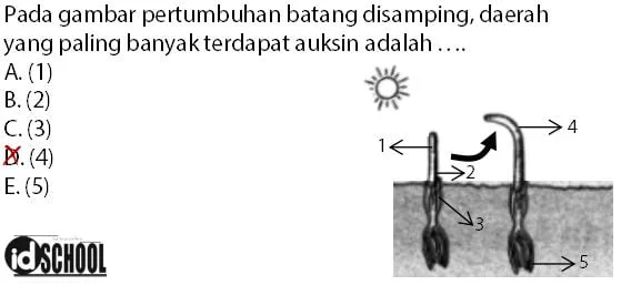 Soal Hormon Tumbuhan