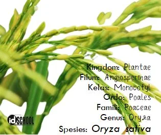 Taksonomi-Hewan-dan-Tumbuhan