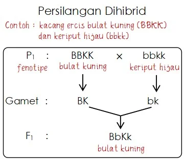 Persilangan Sifat Keturunan Pertama Persilangan Dihibrid