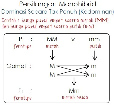 Persilangan Monohibrid Dominasi Tak Penuh