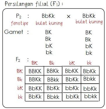 Rasio Hasil Persilangan Dihibrid