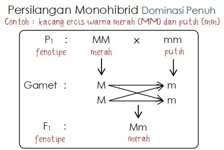 Rasio Hasil Persilangan Monohibrid Dominasi Secara Penuh