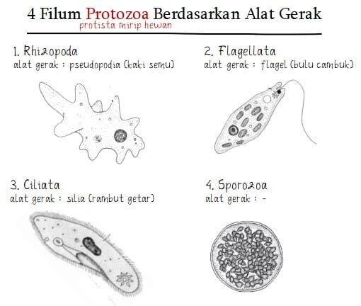 4 Macam Protozoa Berdasarkan Alat Geraknya