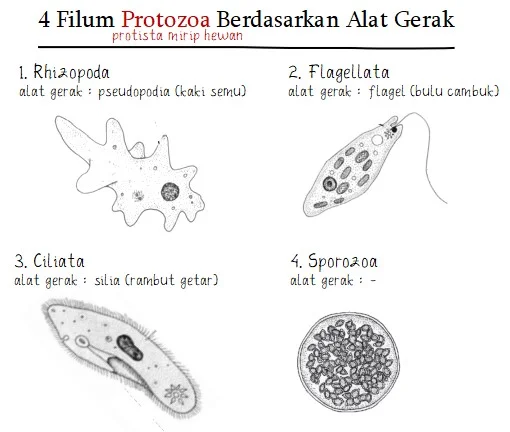 Protozoa Berdasarkan Alat Geraknya