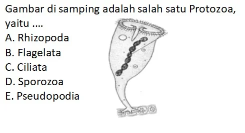 Contoh Soal Protozoa Berdasarkan Alat Geraknya
