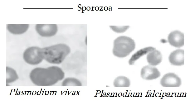 Contoh Sporozoa