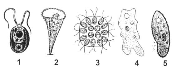 Filum Protozoa Berdasarkan Alat Geraknya