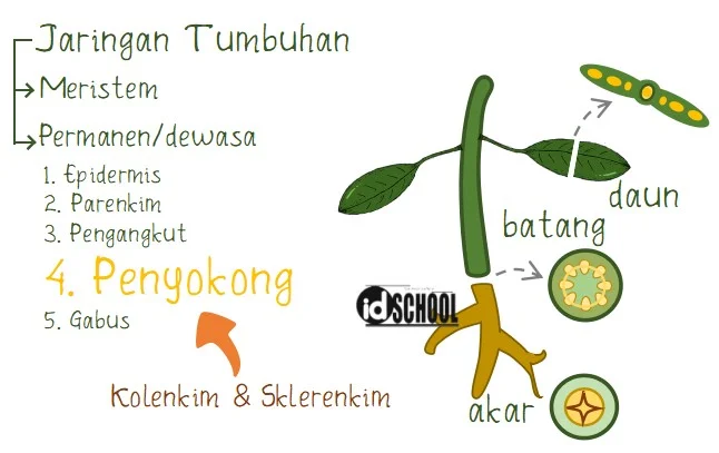 Jaringan Kolenkim dan Jaringan Sklerenkim