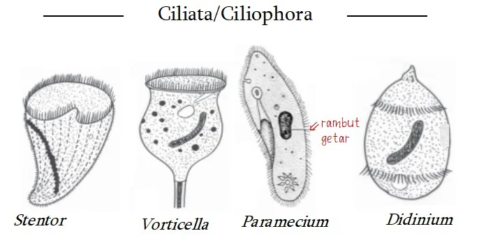 Jenis-Jenis Ciliata
