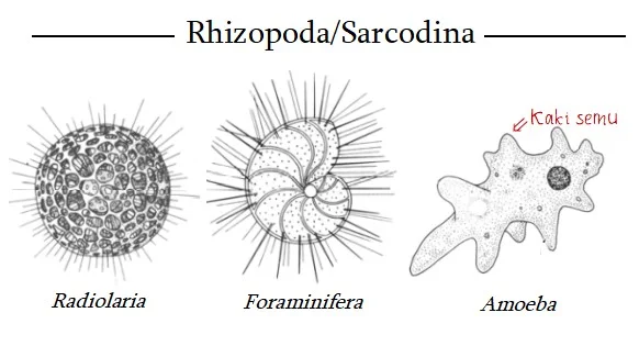 Macam-Macam Rhizopoda