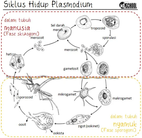 Siklus Hidup Plasmodium sp