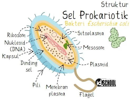 Struktur Sel Prokariotik