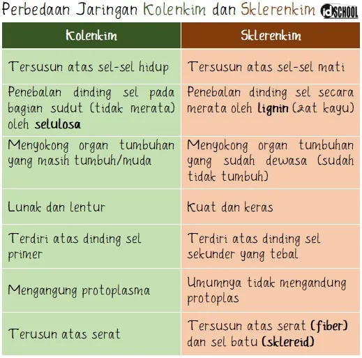 Tabel Perbedaan jaringan Kolenkim dan Sklerenkim