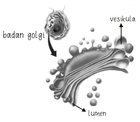Badan Golgi pada Sel Eukariotik