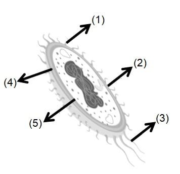 Persamaan Organel pada Struktur Sel Eukariotik dan Prokariotik