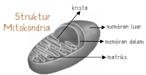 Struktur Mitokondria pada Sel Eukariotik