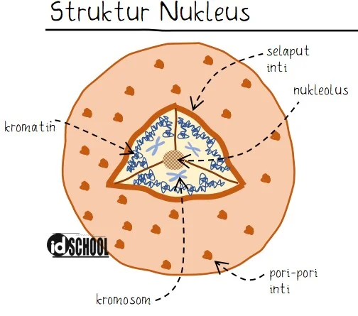 Struktur Nukleus Sel Eukariotik