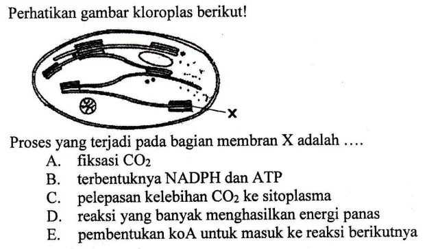 Contoh Soal Reaksi Terang dan Gelap