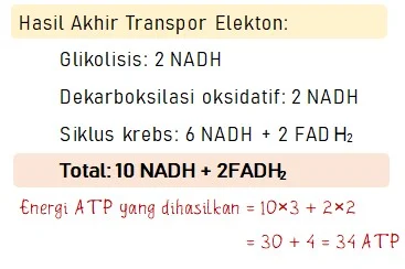 Jumlah ATP pada Hasil Akhir Transpor Elektron