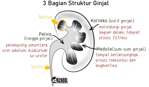 3 Bagian Struktur Ginjal