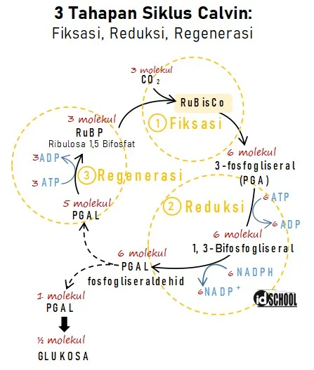 3 Tahapan Siklus Calvin (Reaksi Gelap))