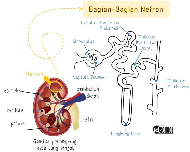 Gambar Bagian-Bagian Nefron